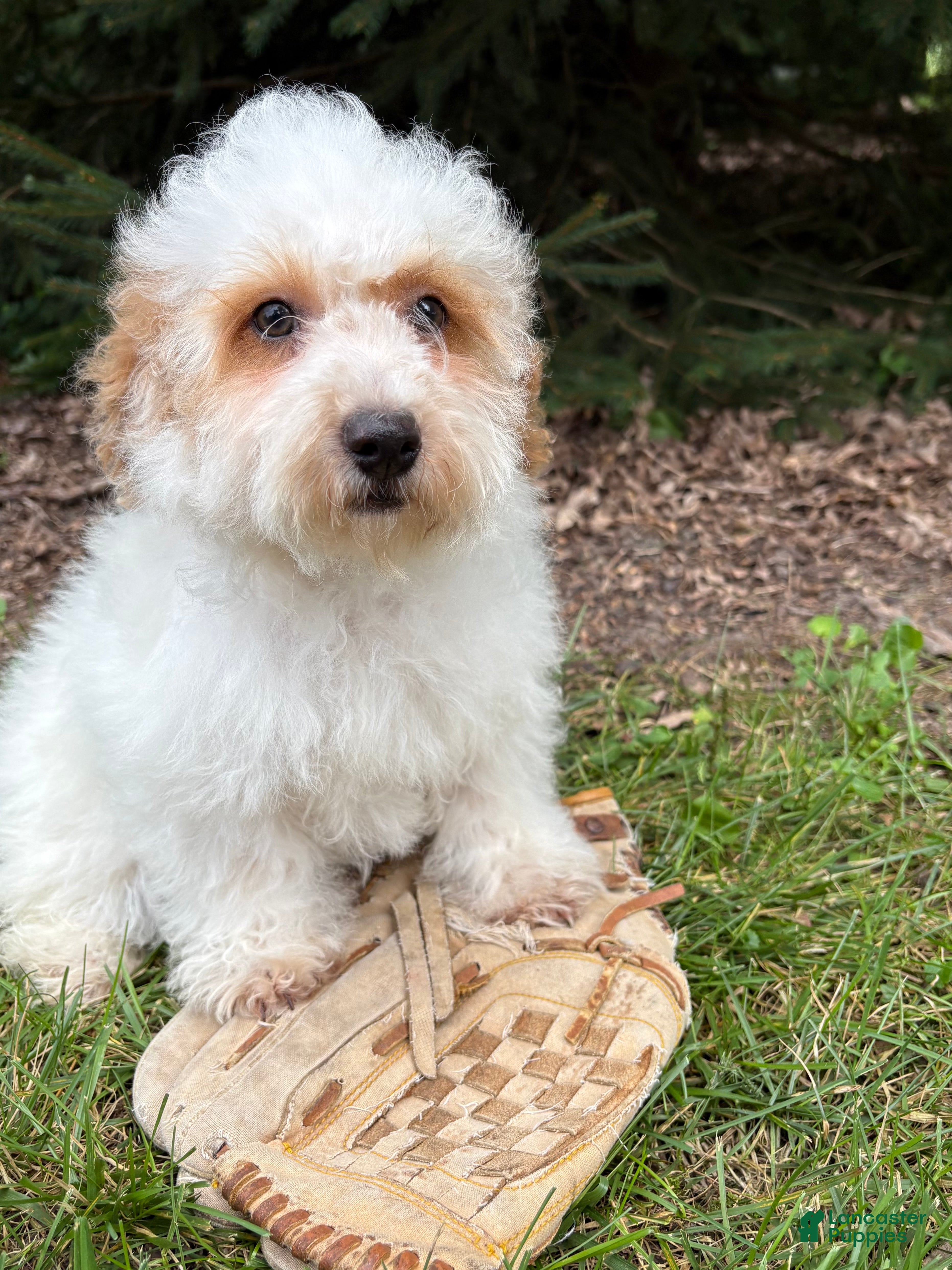Havapoo dogs Arlo - Ad 2