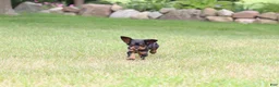 Cavalier King Charles Spaniel dogs for sale: Mike - Ad 11