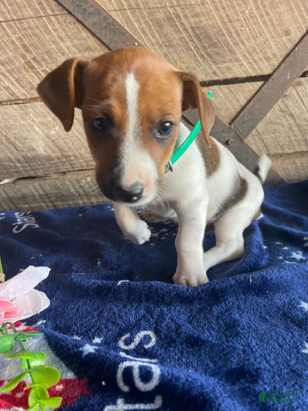 Jack Russell Terrier dogs for sale: Minnie - Ad 3