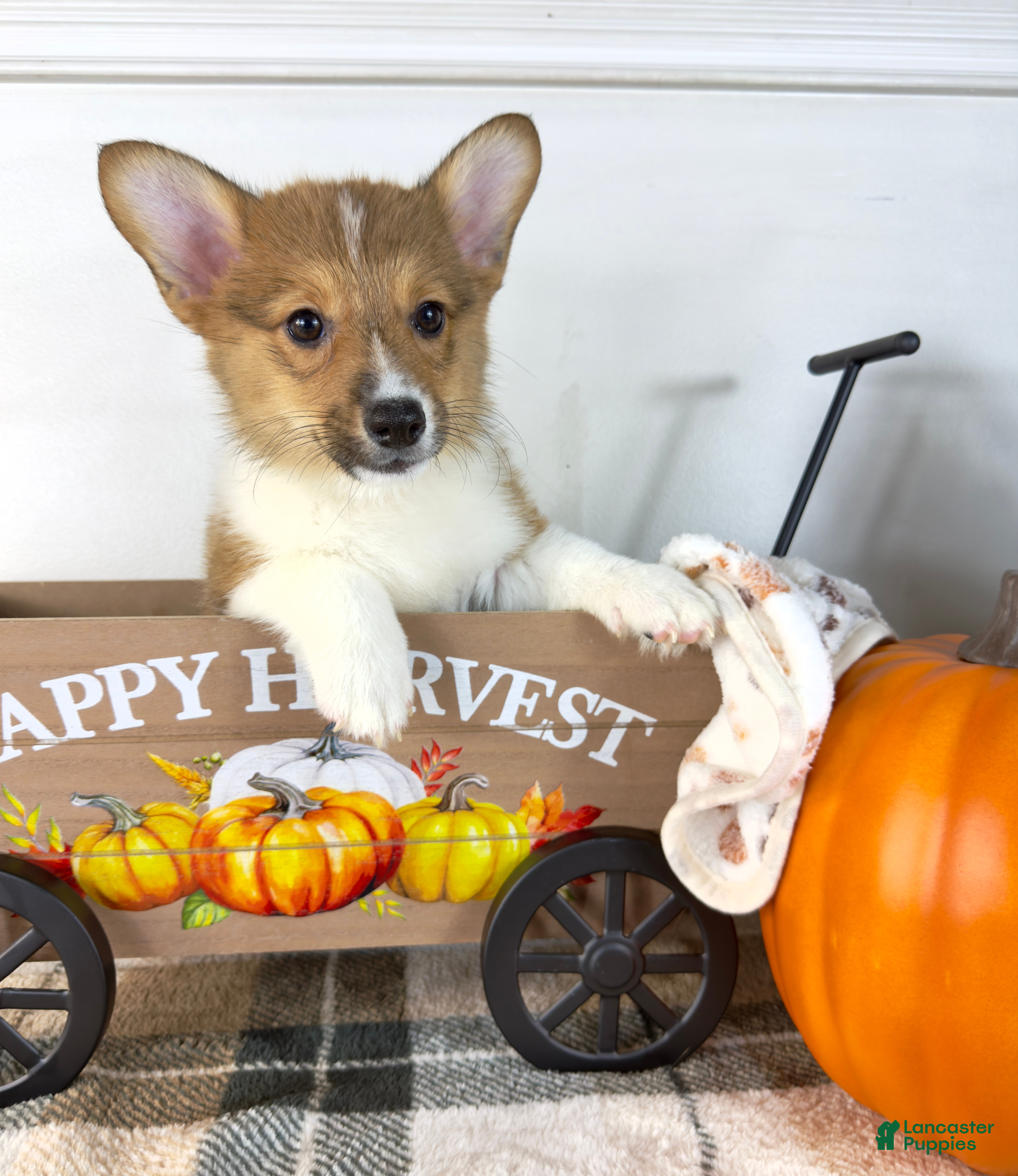 Pembroke Welsh Corgi