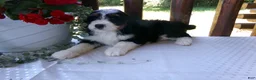 Mini Bernedoodle dogs for sale: Butter Cup - Ad 11