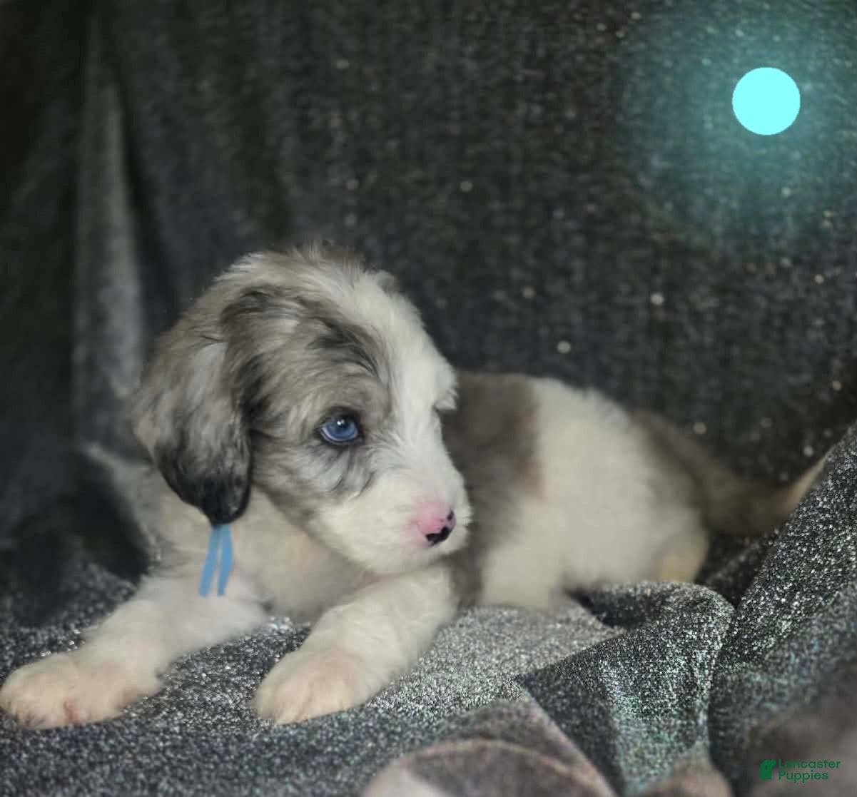 Sheepadoodle dogs Lotus- light blue collar - Ad 21