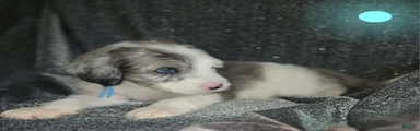 Lotus- light blue collar
