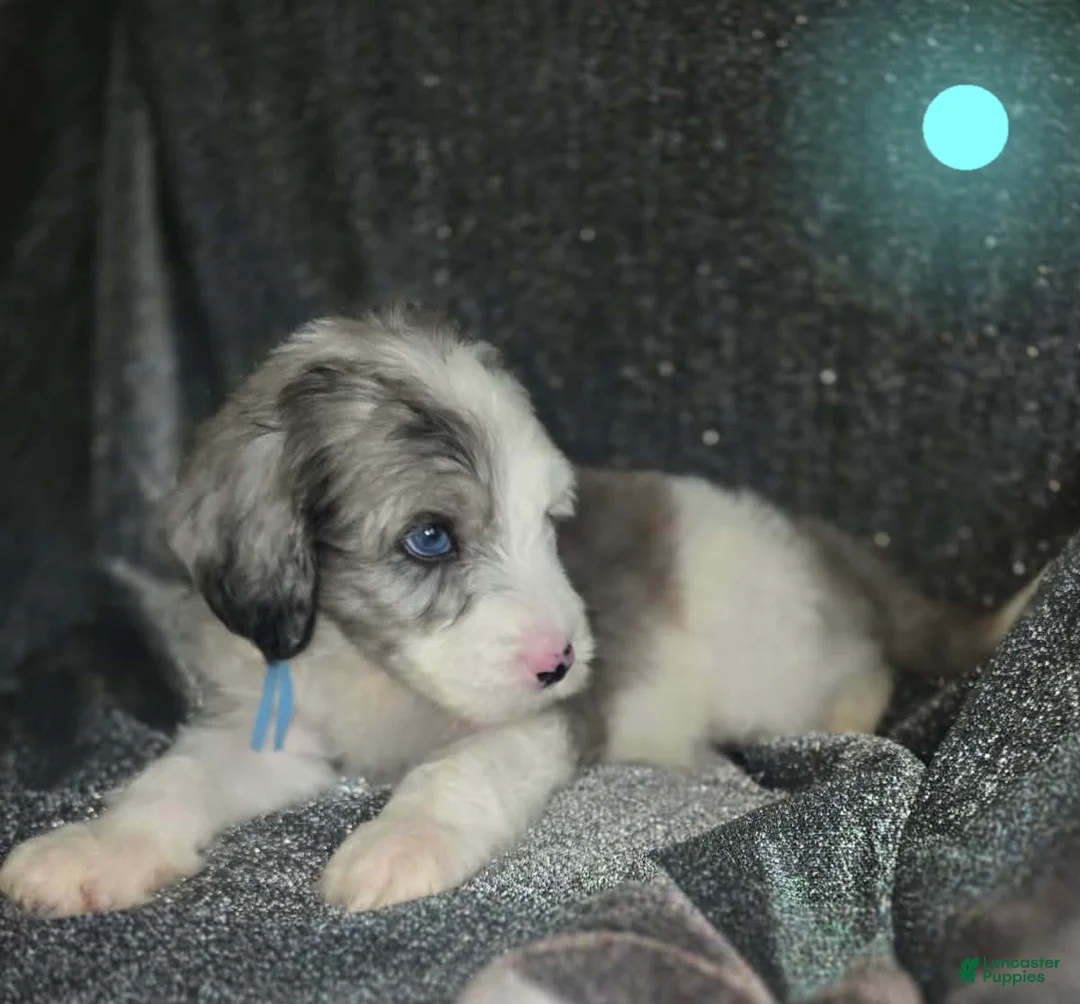 Sheepadoodle dogs for sale: Lotus- light blue collar - Ad 1