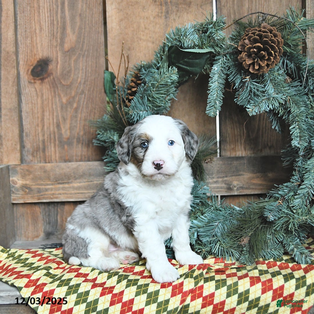 Mini Bernedoodle dogs for sale: Cooper - Ad 3