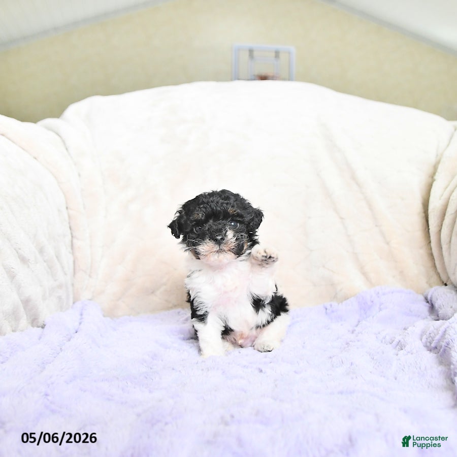 Toy Poodle dogs Brody - Ad 2