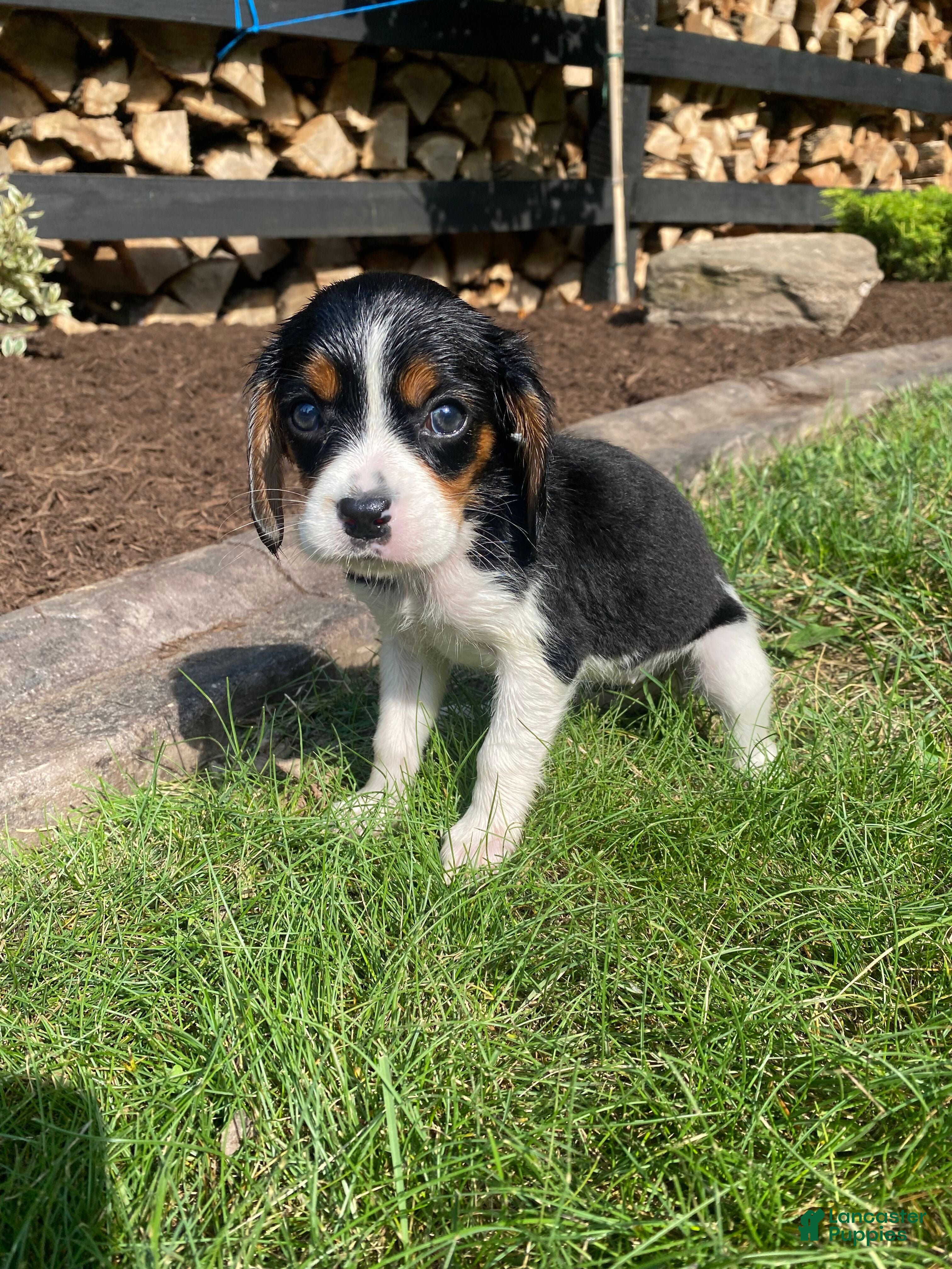 Beaglier dogs Abby - Ad 2