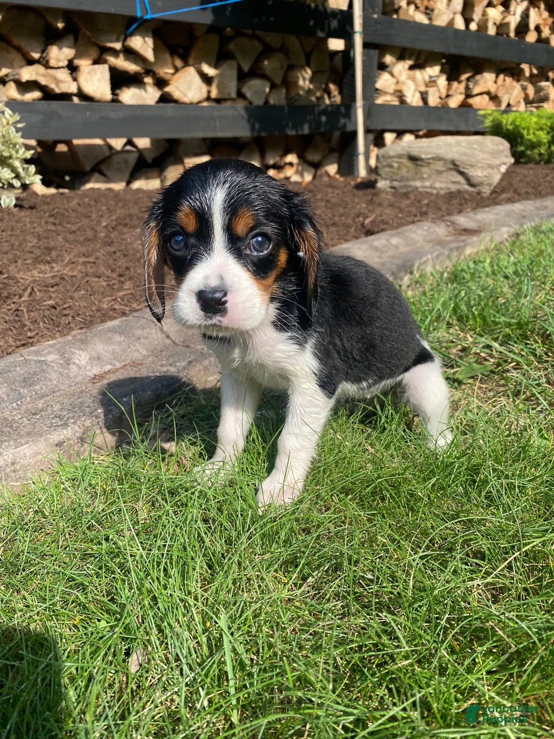 Beaglier dogs for sale: Abby - Ad 2
