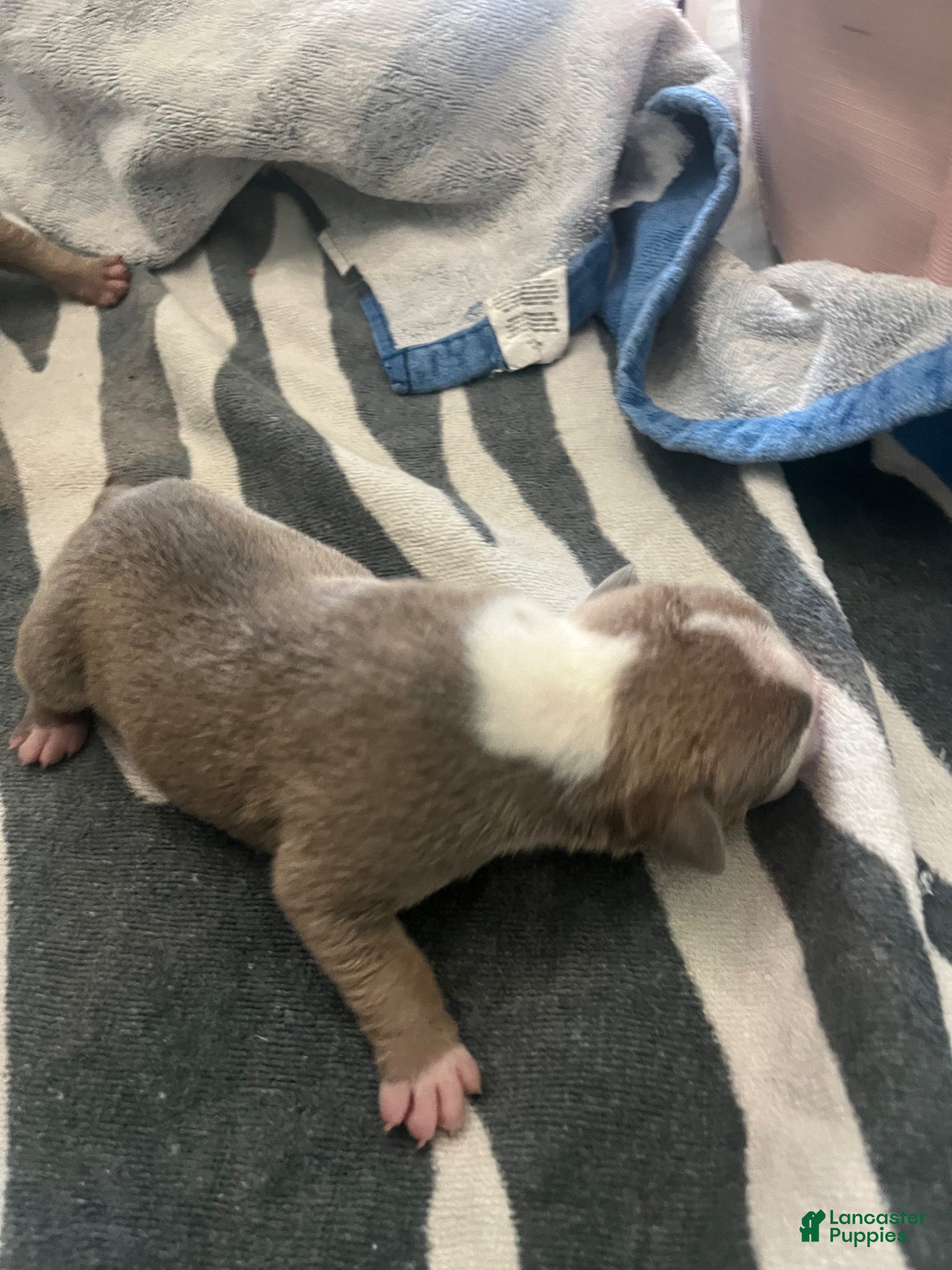 American Bully dogs American Bully Puppy 6 - Ad 33