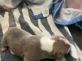 American Bully dogs American Bully Puppy 6 - Ad 33