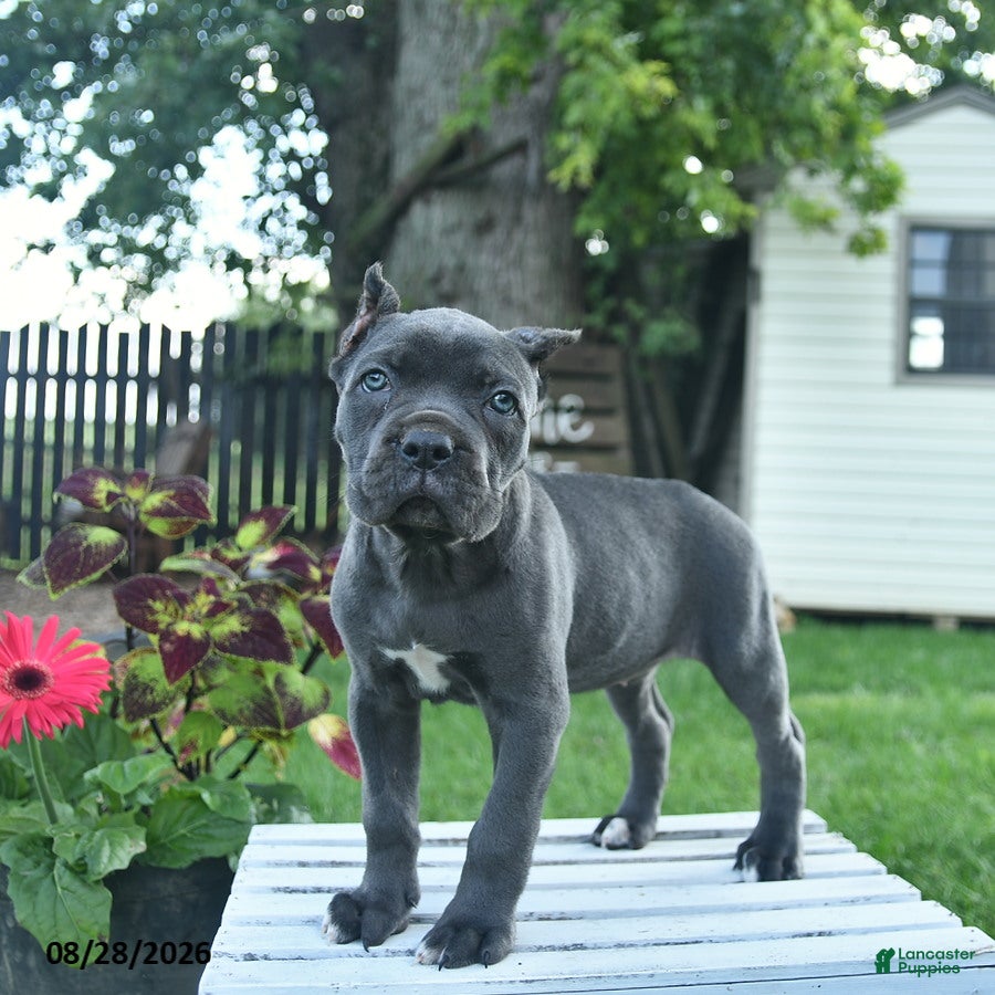 Cane Corso dogs Dahlia  - Ad 2