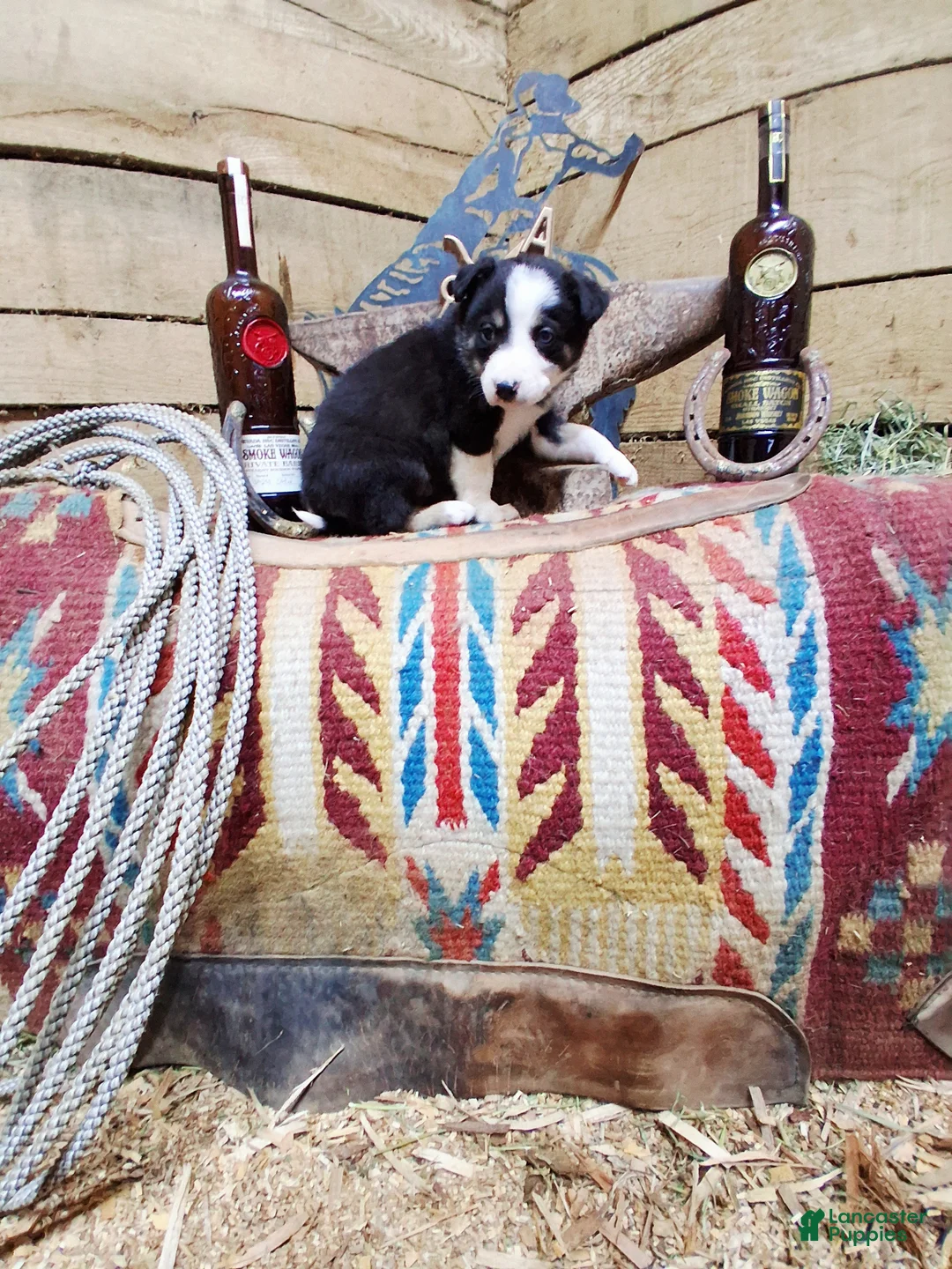 Border Collie dogs for sale: Border Collie Puppy 1 - Ad 17