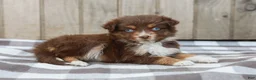 Australian Shepherd dogs for sale: Rosa - Ad 3