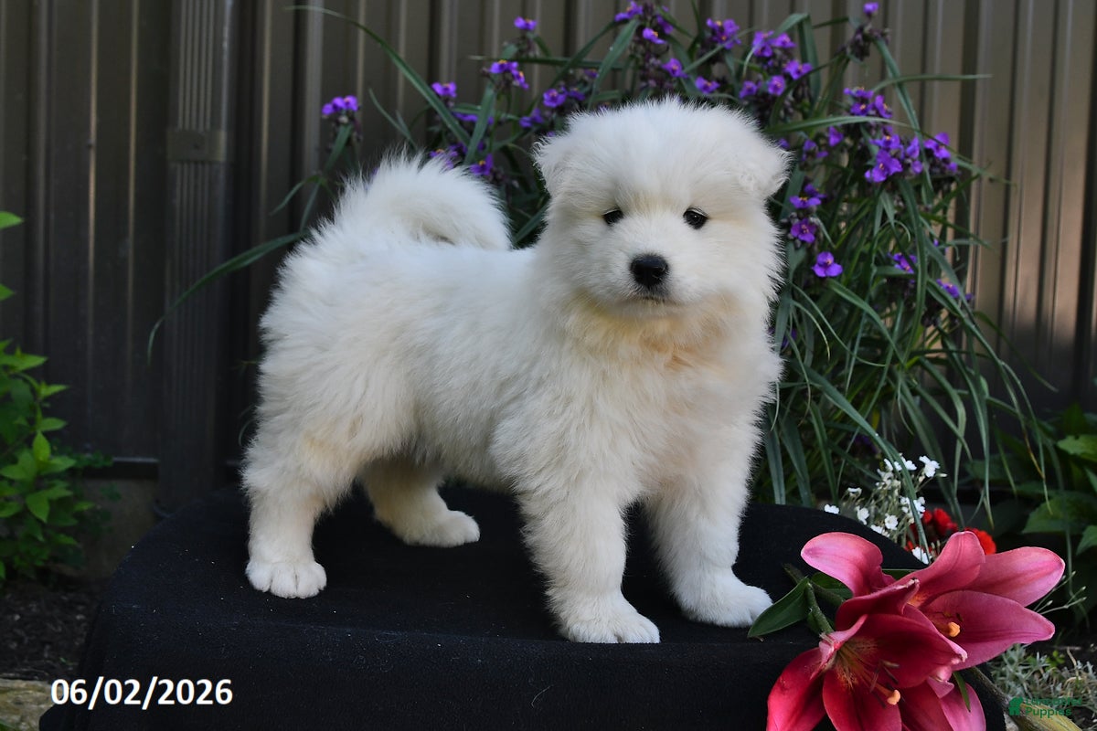 Samoyed dogs for sale: Marshmallow - Ad 1