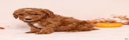 Miniature Poodle dogs for sale: Obie - Ad 4