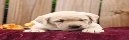 Labrador Retriever dogs for sale: Rylee  - Ad 4