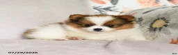Pomeranian dogs for sale: Brittany - Ad 3