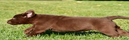 Labrador Retriever dogs for sale: Libby - Ad 4