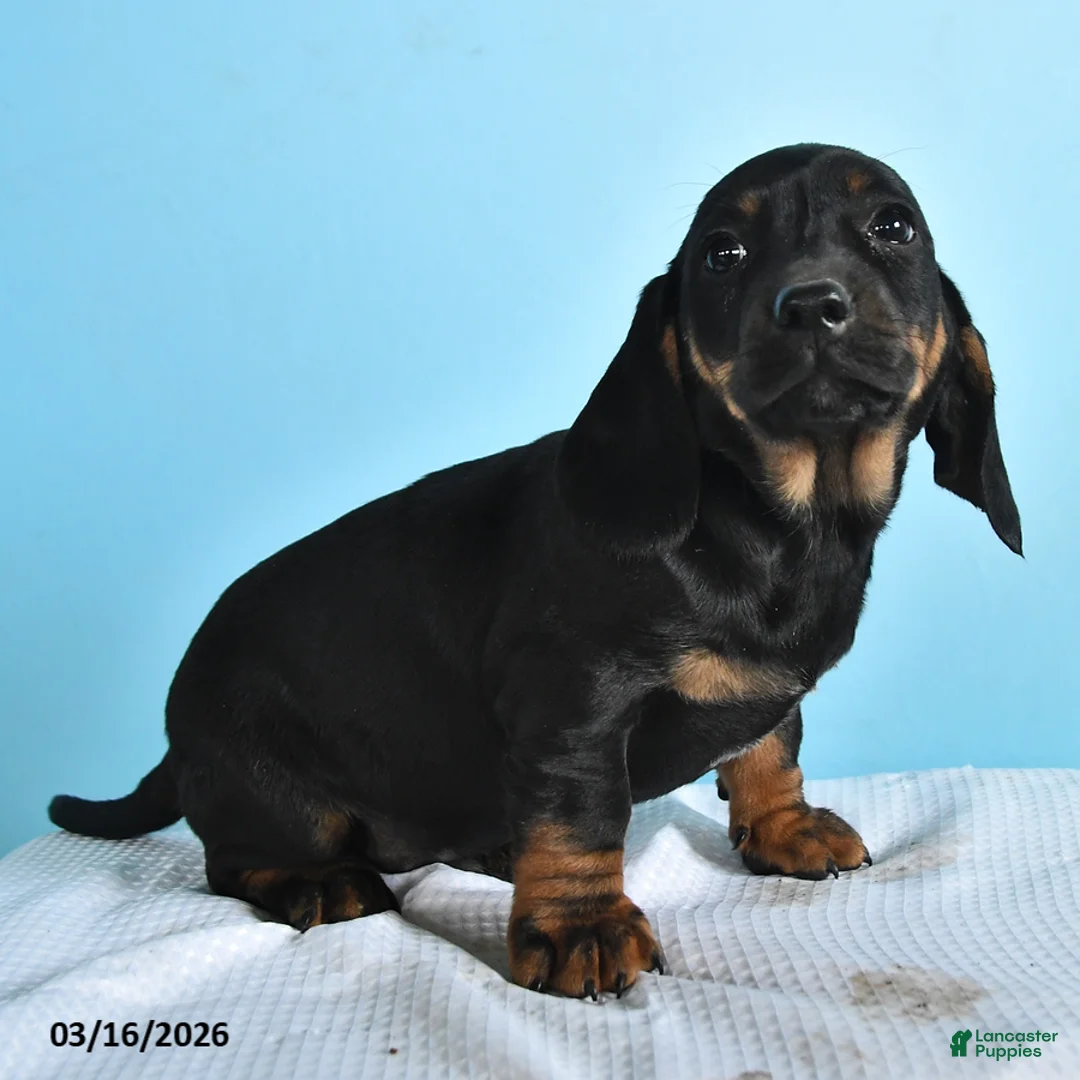 Mixed Breed dogs for sale: Gus - Ad 2