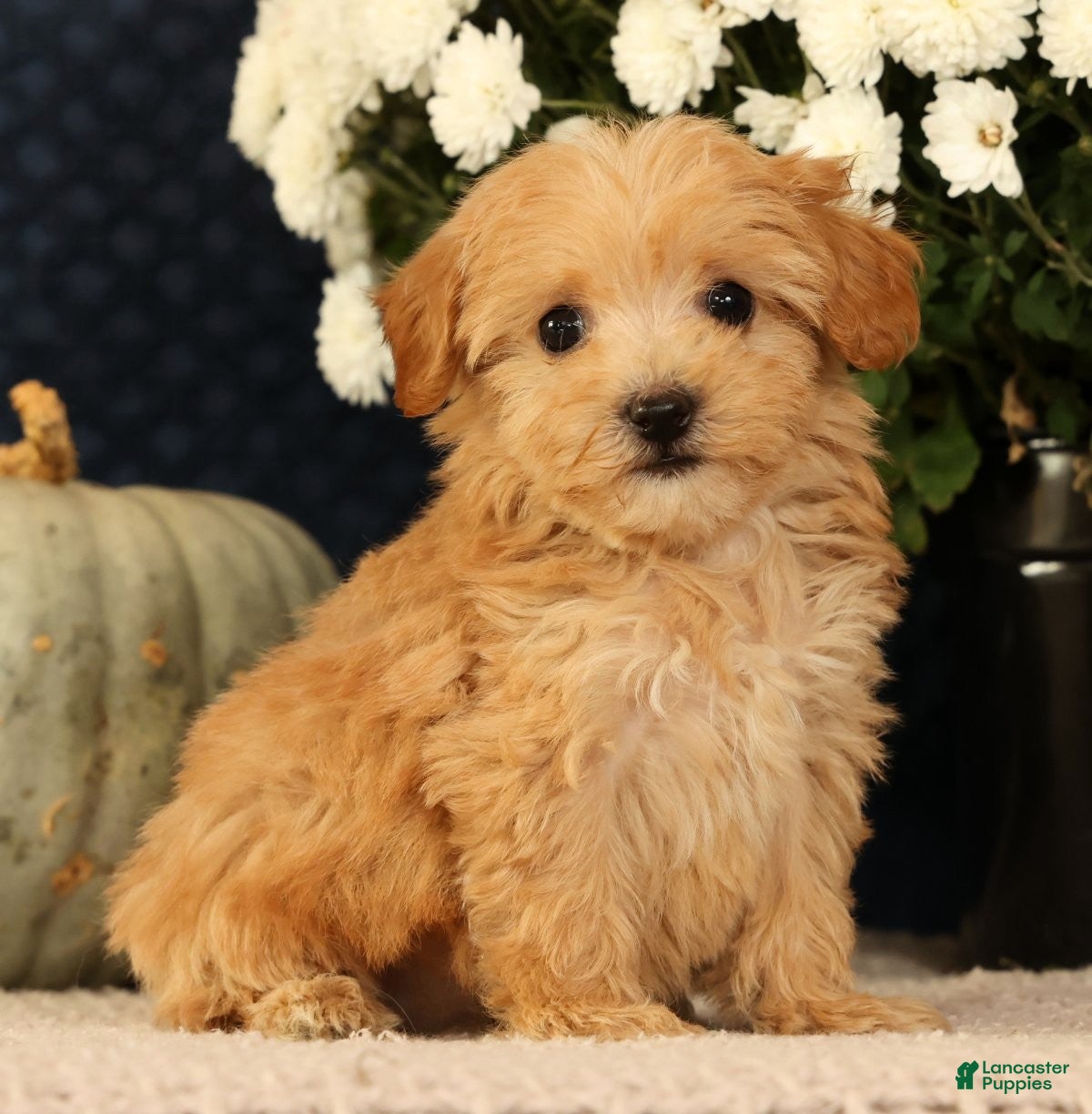 Havapoo dogs Kelly - Ad 1