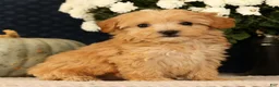Havapoo dogs for sale: Kelly - Ad 1