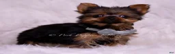 Yorkshire Terrier dogs for sale: Teacup Ruppie - Ad 7