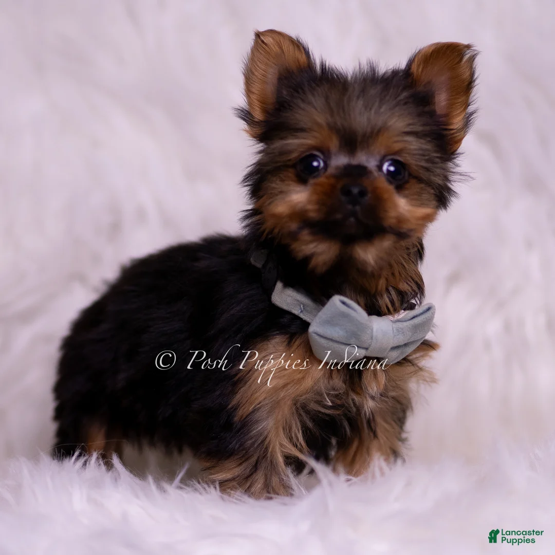 Yorkshire Terrier dogs for sale: Teacup Ruppie - Ad 7