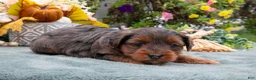 Yorkiepoo dogs for sale: Reba - Ad 1