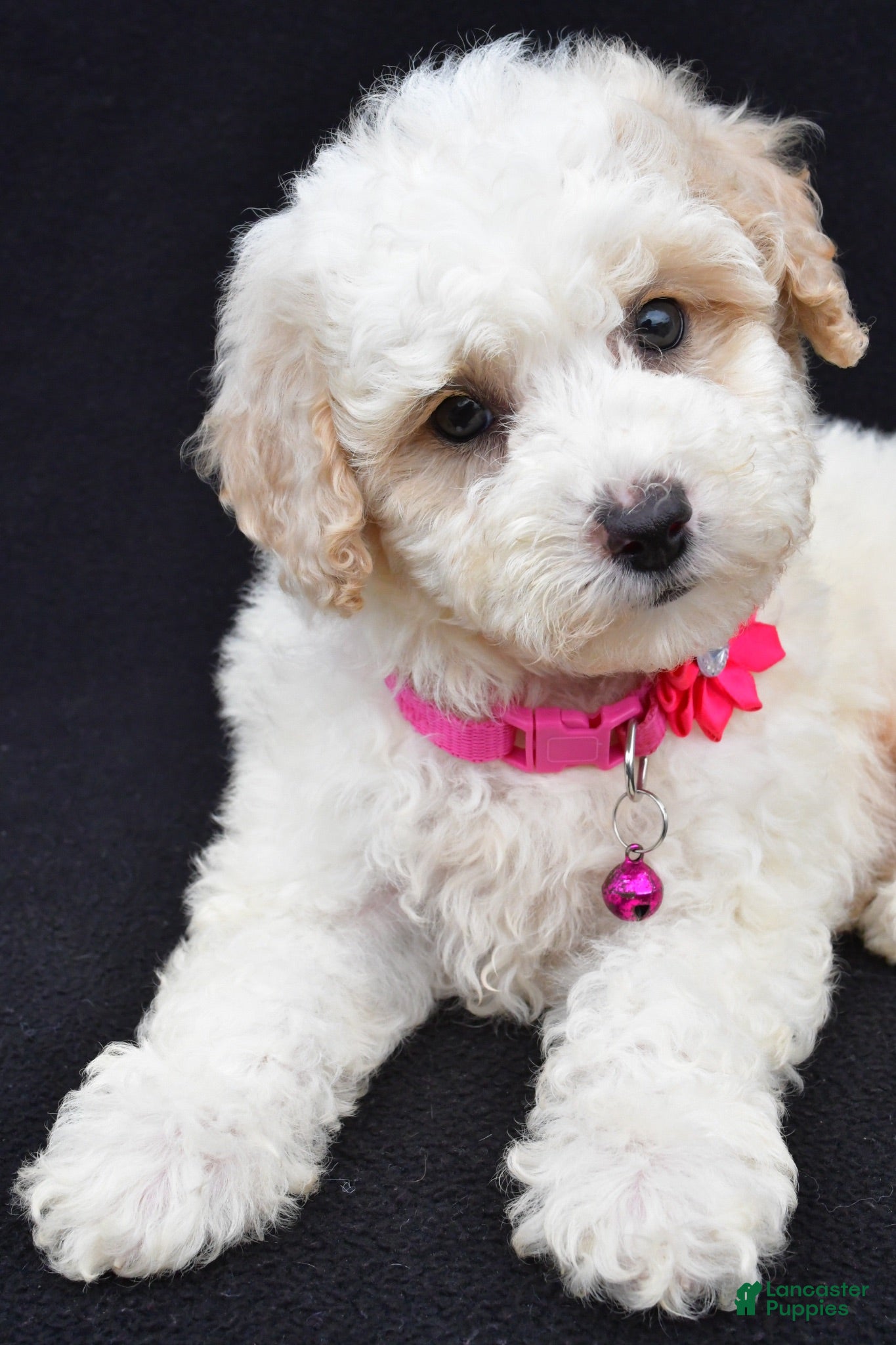 Miniature Poodle dogs Alice  - Ad 2