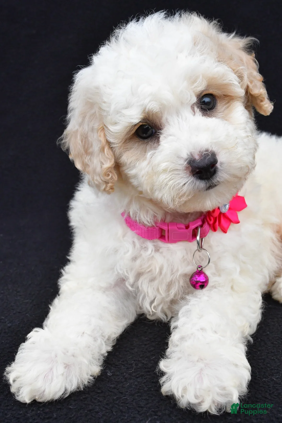 Miniature Poodle dogs for sale: Alice  - Ad 2
