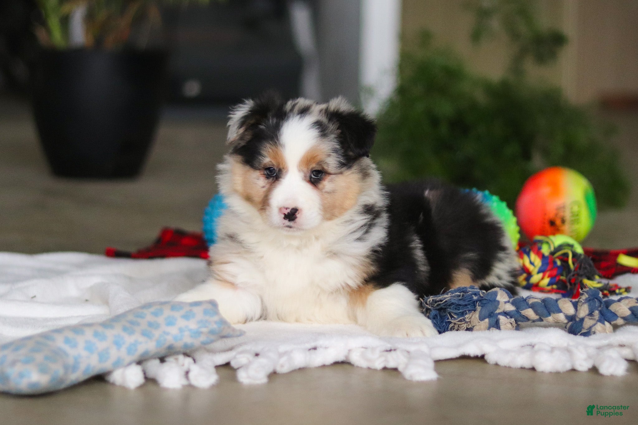 Australian Shepherd dogs Dreamer - Ad 2