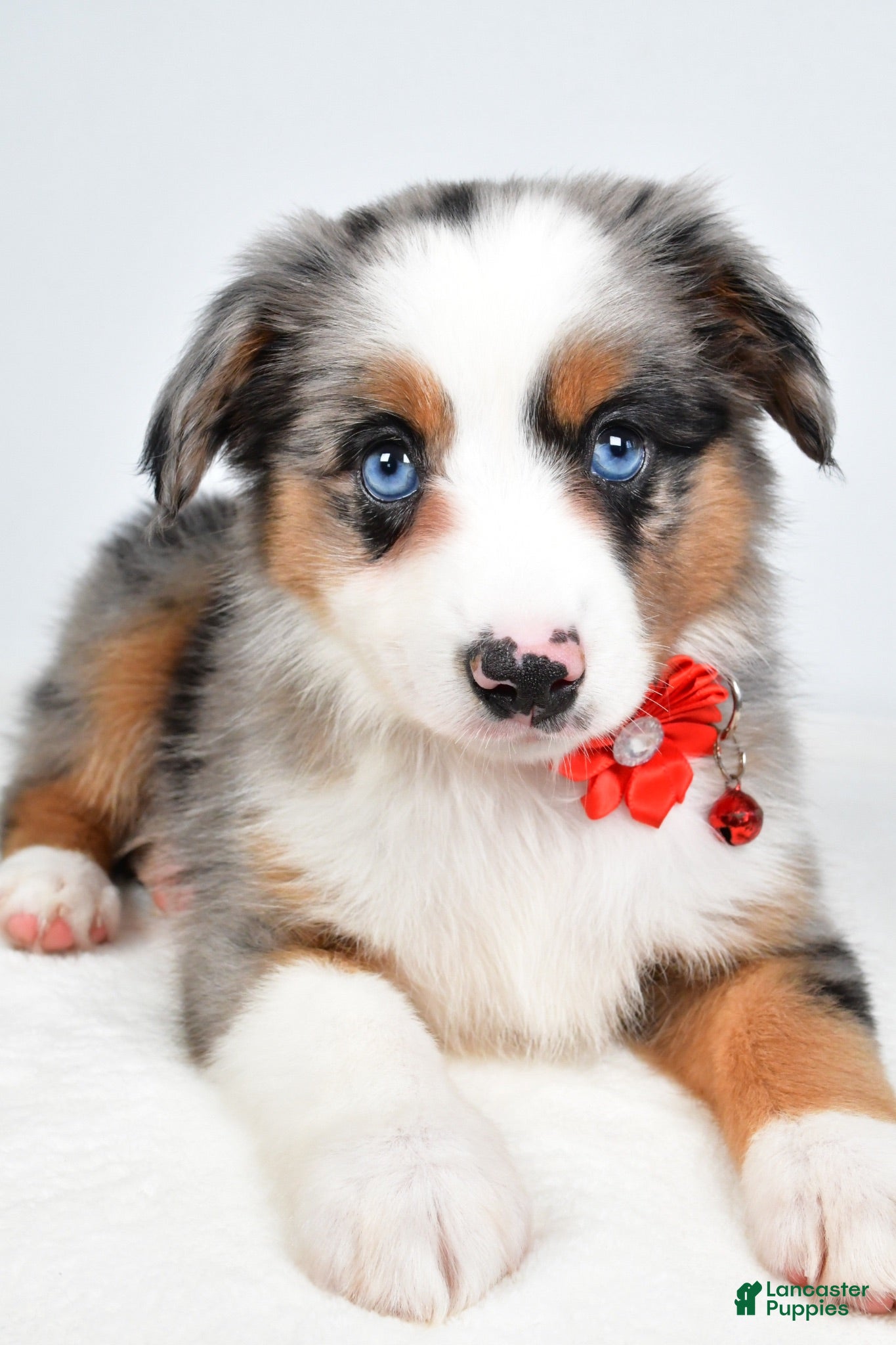 Miniature Australian Shepherd dogs Makena - Ad 2