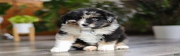 Miniature Australian Shepherd dogs for sale: Lindt - Ad 1
