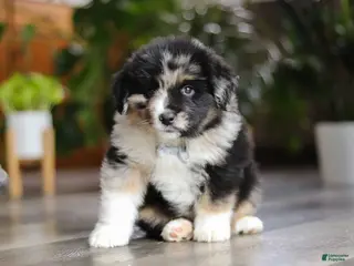 Miniature Australian Shepherd dogs Lindt - Ad 40