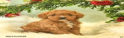Cavapoo dogs for sale: Cinnabon  - Ad 1