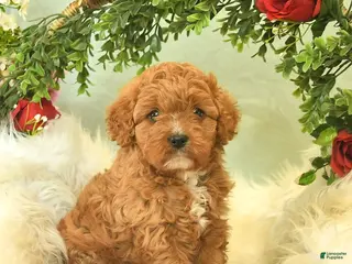Cavapoo dogs for sale: Cinnabon - Ad 1