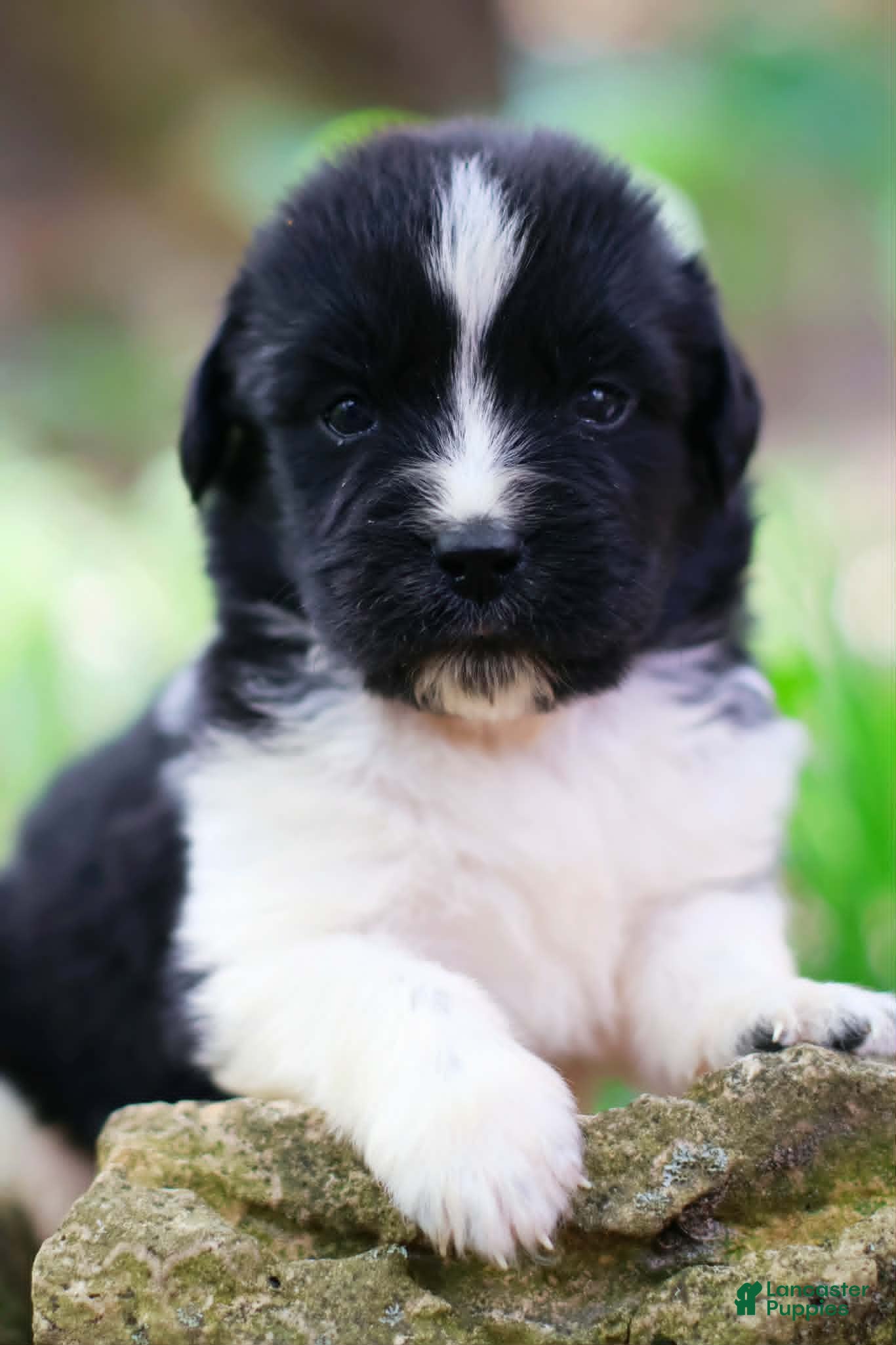 Newfoundland dogs Rosalina - Ad 2