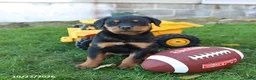 Rottweiler dogs for sale: Dallas - Ad 3