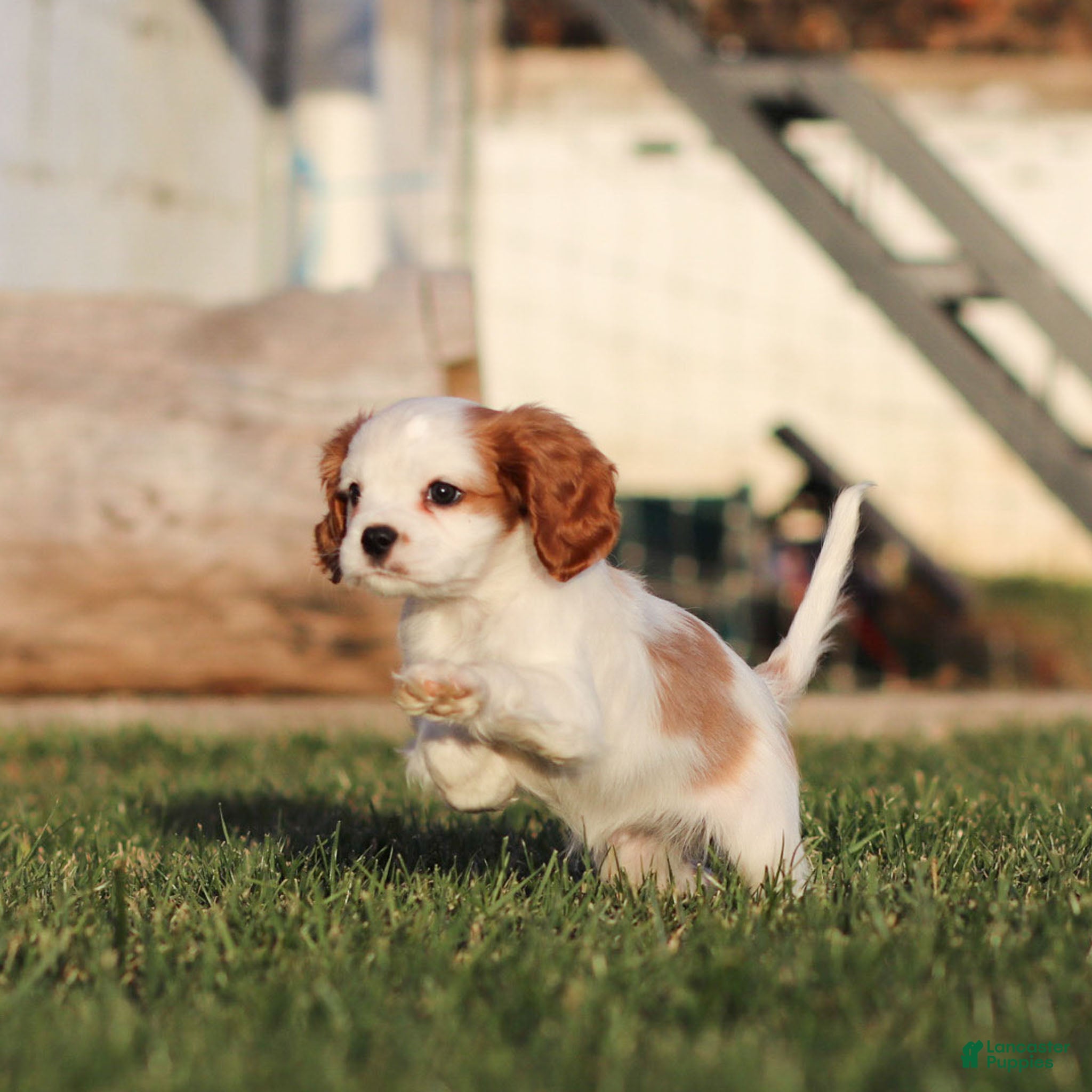 Cavalier King Charles Spaniel dogs Max - Ad 16