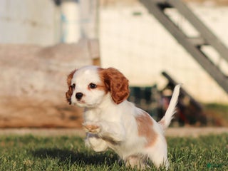 Cavalier King Charles Spaniel dogs Max - Ad 21