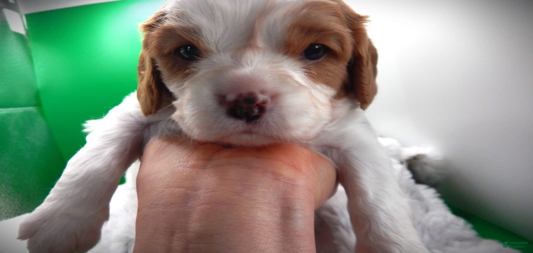 Gallery Image {{count}}