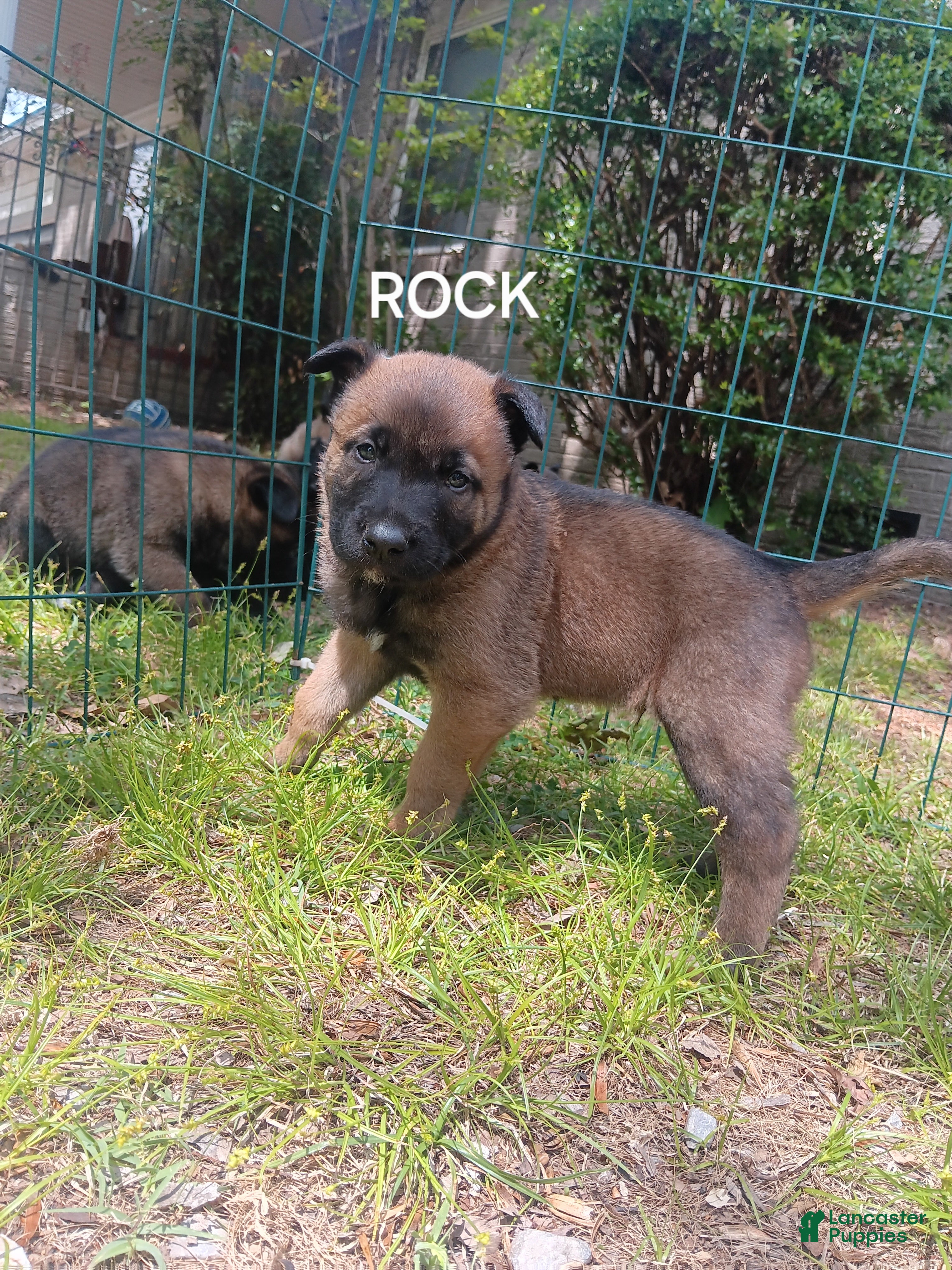 Belgian Malinois dogs Belgian Malinois Puppy 2 - Ad 1