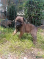 Belgian Malinois Puppy 2