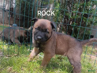 Belgian Malinois dogs Belgian Malinois Puppy 2 - Ad 1