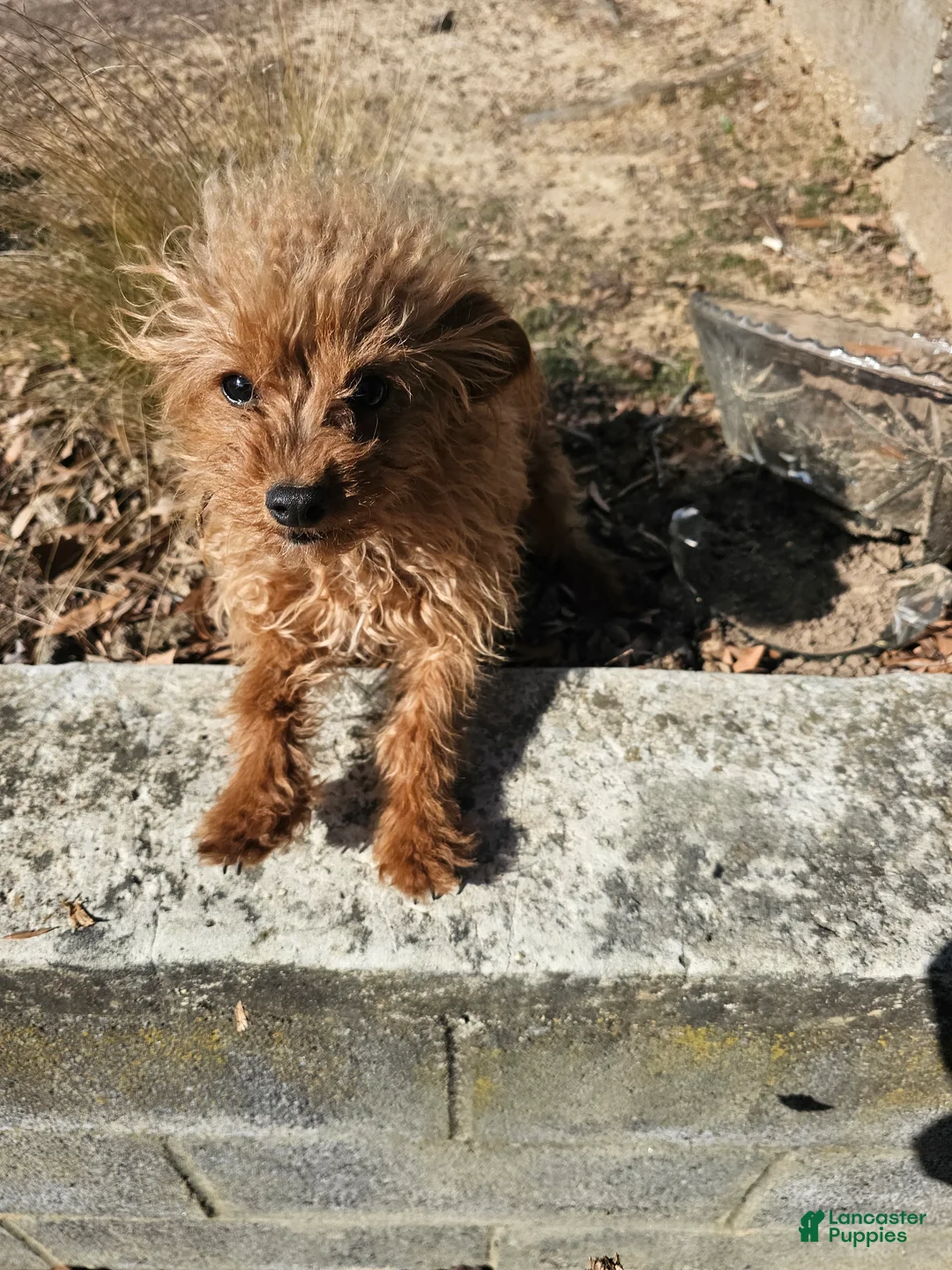 Toy Poodle dogs for sale: Abby - Ad 3