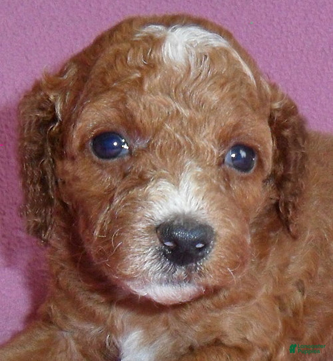 Cockapoo dogs for sale: Sophie - Ad 2