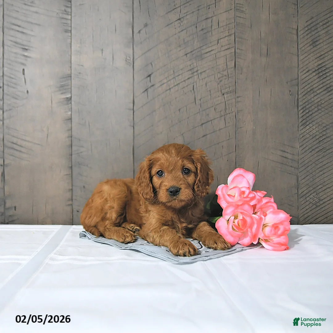 Cavapoo dogs for sale: Freya - Ad 3