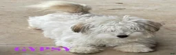 Havanese dogs for sale: Austin - Ad 9