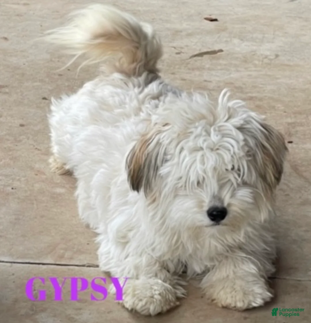Havanese dogs for sale: Austin - Ad 9