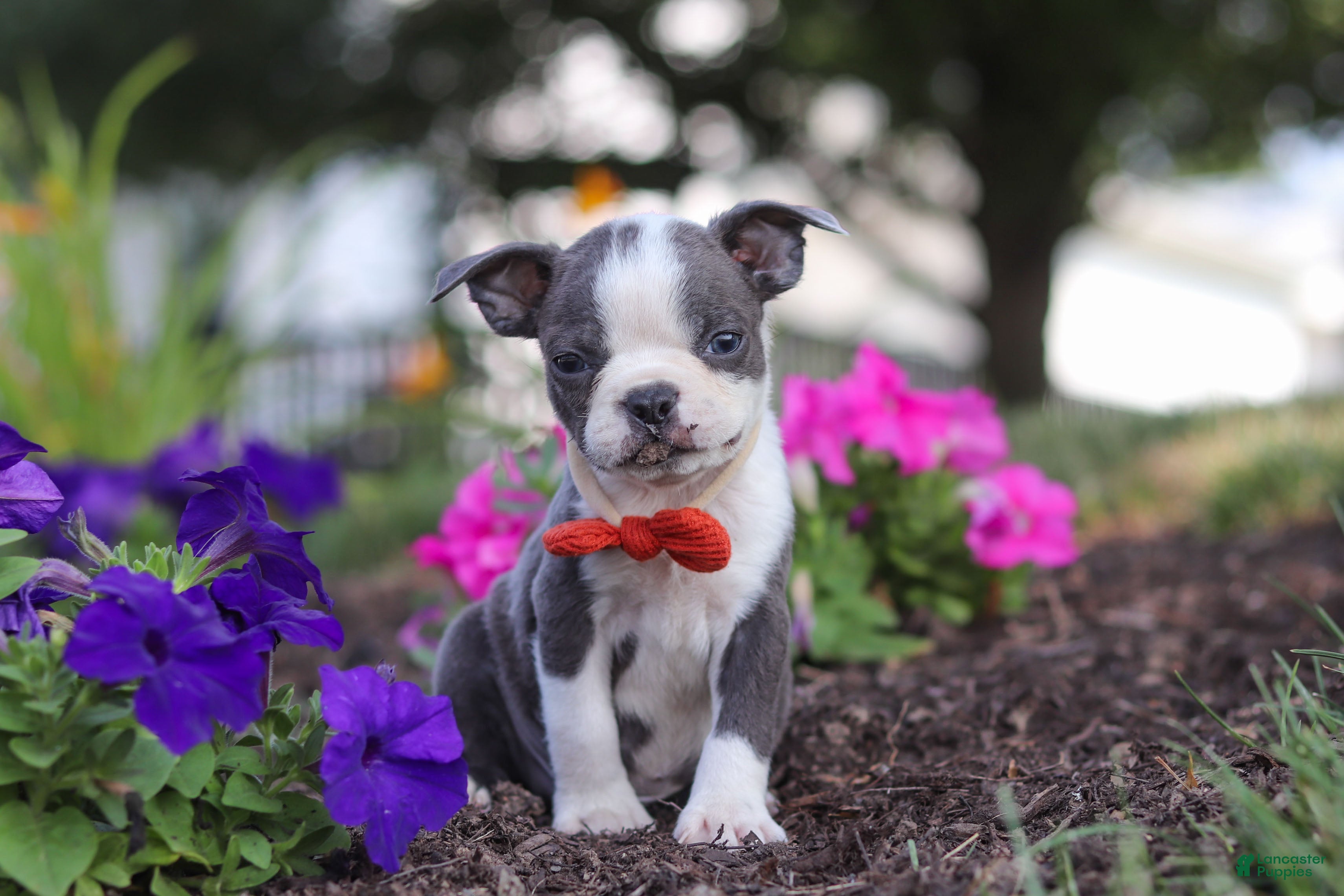 Boston Terrier dogs Bradie - Ad 2